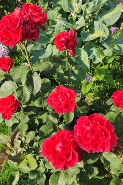 Троянда чайно-гібридна ‘Ель торро’|Hybrid tea rose ‘El Torro’|Роза чайно-гибридная ’Эль торро’